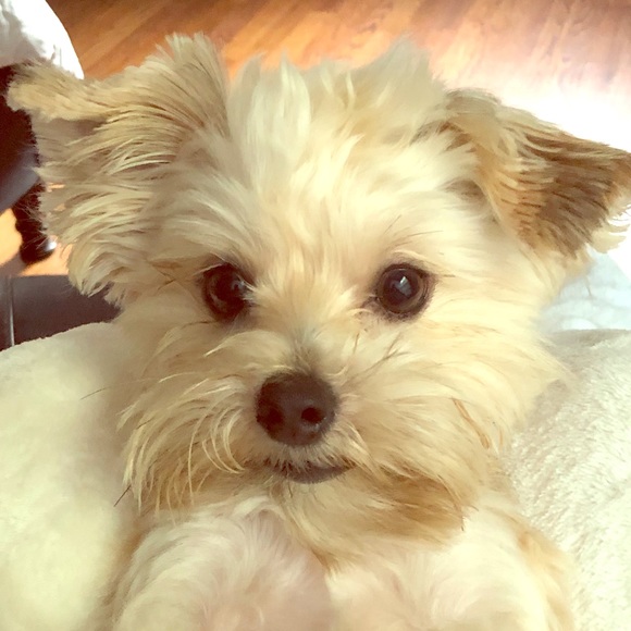 Meet your Posher, Dena - Picture 2 of 2